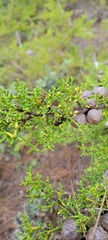 Cupressus goveniana