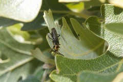 Cyrtomoptera divisa
