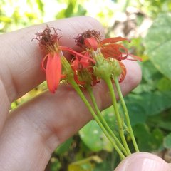 Pseudogynoxys haenkei