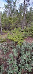 Cupressus goveniana