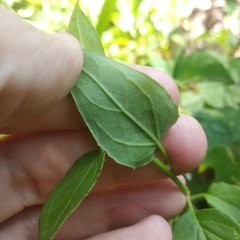 Pseudogynoxys haenkei