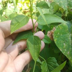 Pseudogynoxys haenkei