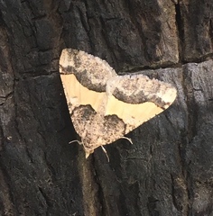 Frederickia hypaethrata