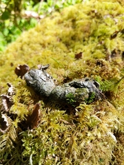 Lasiobolus macrotrichus