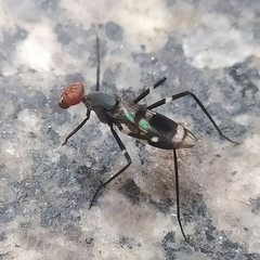 Taeniaptera annulata