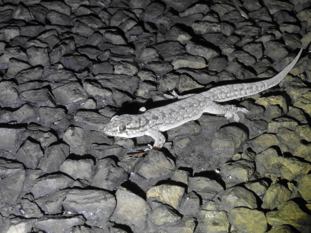 Chain-Backed Dtella