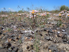 Townsendia florifera