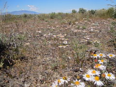 Townsendia florifera