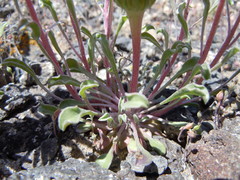 Townsendia florifera