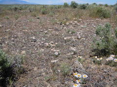 Townsendia florifera