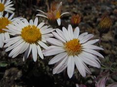 Townsendia florifera