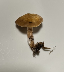 Meottomyces dissimulans