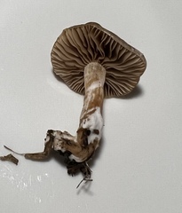 Meottomyces dissimulans