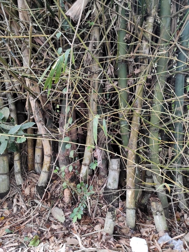 Indian Thorny Bamboo