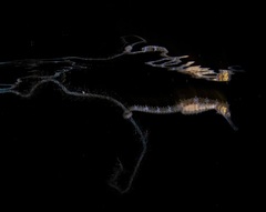 Hippocampus trimaculatus