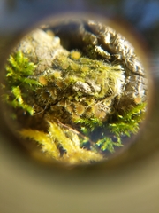 Lasiobolus macrotrichus