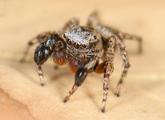 Habronattus oregonensis