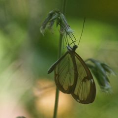 Greta morgane morgane