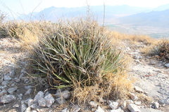 Hechtia texensis