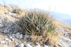 Hechtia texensis