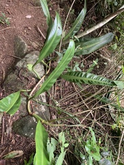 Philodendron crassinervium