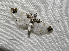 Pycnarmon