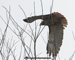 Buteo jamaicensis