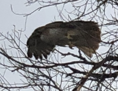 Buteo jamaicensis