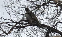Buteo jamaicensis