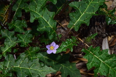 Solanum pungetium