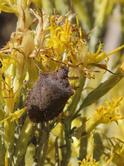 Euschistus conspersus