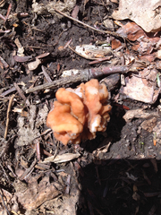 Gyromitra korfii