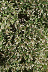 Thryptomene micrantha