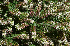 Thryptomene micrantha