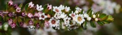 Thryptomene micrantha