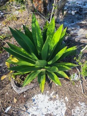 Agave missionum
