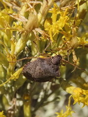 Euschistus conspersus