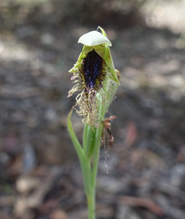 Calochilus therophilus