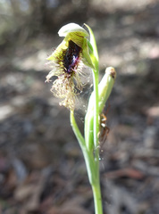Calochilus therophilus