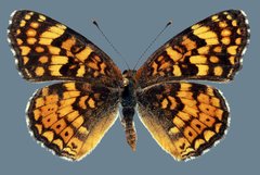 Phyciodes pallida barnesi