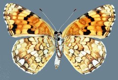 Phyciodes pallida barnesi