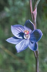 Thelymitra alpicola