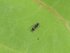 Dorymyrmex antillanus