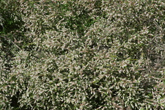 Thryptomene micrantha