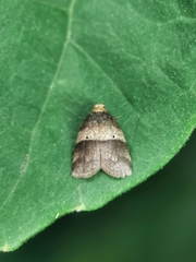 Eugoa bipuncta