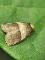 Eugoa bipuncta