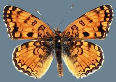 Phyciodes pallida barnesi