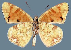 Phyciodes pallida barnesi