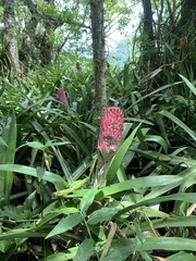 Quesnelia quesneliana