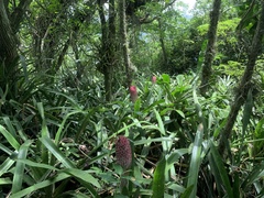 Quesnelia quesneliana